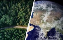 Растительность постепенно мигрирует на северо-восток: ученые объяснили, что это означает для планеты