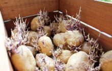 Почему картофель прорастает и можно ли его употреблять в пищу: важные советы