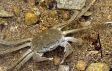 Прожорливый китайский краб адаптируется к любой реке и вытесняет местную фауну