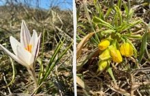 Нельзя собирать в букеты: в Одесской области появились редкие первоцветы (фото)