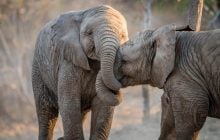 Ученые назвали 7 видов животных, которые по-настоящему оплакивают близких