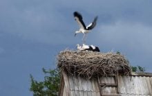 Белые аисты преодолевают полмира, чтобы добраться до зоны ЧАЭС