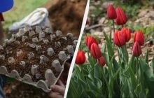 Мудрые цветоводы посадили тюльпаны в яичные лотки: клумба выглядит потрясающе