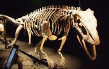 Исследователи нашли древнего "крокодила", который ходил на двух ногах