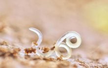 Ученые нашли неожиданных обитателей пустыни: как они выживают в аду на Земле