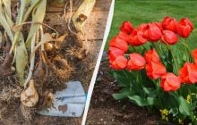 Уже пора сажать луковицы тюльпанов: какой большой плюс весенней посадки