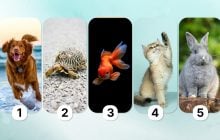 Что о вас говорит выбор домашнего питомца: визуальный тест на характер