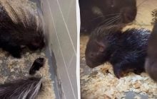 Родители-дикобразы трогательно опекают своего малыша: самое милое видео, что вы увидите