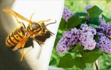 7 растений привлекают смертельно опасных шершней: их нельзя сажать возле дома