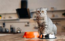 Почему кот "топит" свои вещи в миске: ветеринар раскрыла 8 причин