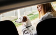 Почему собака сидит ко мне спиной: эксперты объяснили такое поведение животного