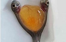 Дві голови і одне тіло: вчені випадково знайшли рідкісних сіамських близнюків