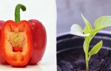 Насіння зійде швидше: у чому замочувати помідори, перець і огірки перед посадкою