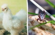 Полює на кліщів цілий день: впустіть у сад цю птицю, і вона майстерно очистить ваші грядки