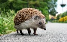 Вчені придумали, як врятувати їжаків від колес автомобілів