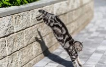 Чому коти завжди приземляються на лапи: вчені нарешті знайшли пояснення