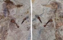 Учені відкрили дивний вид динозавра із сотнями камінців у горлі