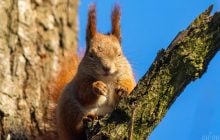 В середині тижня Київ прогріється до +14°