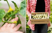 Які огірки посадити в 2026 році: ці гібриди дають найбільший урожай