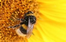 Королеви джмелів вижили під водою: випадкове відкриття, яке вразило біологів