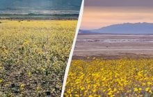 Долина Смерті вкрилася морем квітів: туристи їдуть побачити рідкісне "суперцвітіння"
