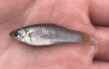 Маленькая рыба клонирует себя в течение 100 000 лет: ученые выяснили, как она это делает