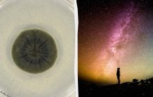 Чорна пліснява з Чорнобиля може врятувати людство від космічної радіації, - дослідження