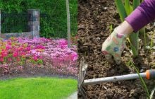 Як позбутися трави на клумбі назавжди: експерти перелічили всі способи