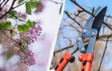 Секатор почекає: 6 рослин, які в жодному разі не можна обрізати в березні