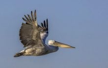 На Одещину прилетіли рідкісні птахи з "гривами" (відео)