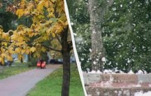 Експерти назвали 10 дерев, які ніколи не слід садити у дворі