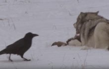 В Йеллоустоуне вороны научились следить за охотой волков, чтобы добыть больше пищи
