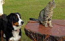 Необычный эксперимент с кошками и собаками дал забавный результат