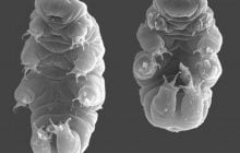 Не тараканы и не крысы: ученые назвали существо, которое вымрет на Земле последним