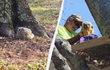 Мужчина увидел во дворе маленький пушистый комочек: находка полностью изменила его день