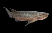 В Китае нашли окаменелости возрастом 436 миллионов лет: чем они поразили ученых