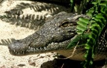Длиной до 4,5 метра: ученые обнаружили крокодила, который охотился на предков человека