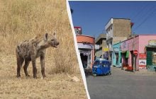 В Эфиопии хищники бродят по улицам и экономят жителям $100 тысяч в год: что они делают