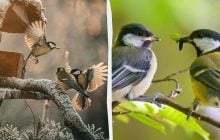 Ученые нашли в песнях синиц нечто странное и "человеческое" после 75 лет исследований