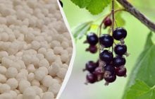 Что сделать со смородиной весной: 4 шага, чтобы собрать вдвое больше ягод