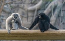 Названы 8 самых умных приматов планеты, бросающих вызов человеку