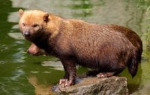 Он похож на медвежонка и щебечет, как птичка: странный дикий зверь обитает в джунглях Амазонки