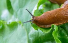 Слимаки нищили сад, поки в ньому не посадили одну квітку: що їх відлякало назавжди