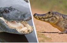 Названо єдине місце на Землі, де крокодили та алігатори живуть поруч