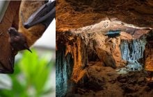 Людям краще не заходити: у 200-метровій печері мешкає найсмертоносніший вірус