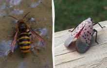 4 небезпечні види комах, які загрожують вашому саду та дому