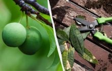 Даже "старая" слива принесет ведра плодов: как ее нужно обрезать весной