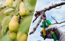 Це знають лише досвідчені садівники: як зрозуміти, що настав час обрізати грушу