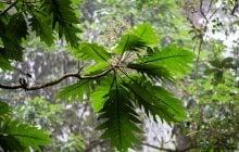 Тропічна "капсула часу": у Китаї виявили унікальний ліс віком 300 мільйонів років