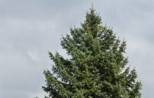 6 швидкозростаючих дерев, які ніколи не варто садити у своєму дворі